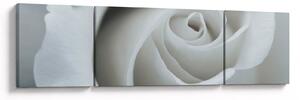 Obraz - Biała róża (170x50 cm)