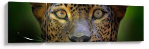 Obraz - Portret lamparta, Sri Lanka (170x50 cm)