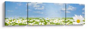 Obraz kwitnącej łąki ze stokrotkami (170x50 cm)