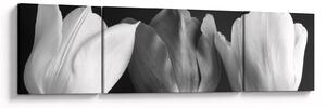 Obraz - Czarno - białe kwiaty tulipanów (170x50 cm)