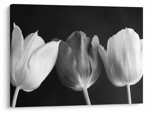 Obraz - Czarno - białe kwiaty tulipanów (70x50 cm)