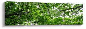 Obraz - Widok do korony drzewa (170x50 cm)
