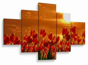Obraz kwitnącego pola z tulipanami (125x70 cm)