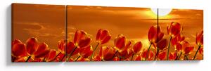 Obraz kwitnącego pola z tulipanami (170x50 cm)
