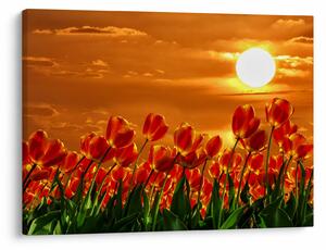Obraz kwitnącego pola z tulipanami (70x50 cm)