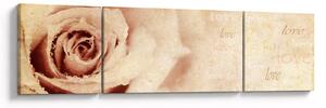 Obraz - Kwiat róży dla zakochanych (170x50 cm)