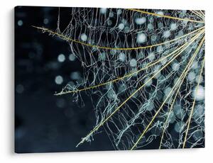Obraz - Kwiat z pajęczyną (70x50 cm)