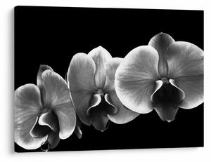 Obraz kwiatu orchidei (70x50 cm)