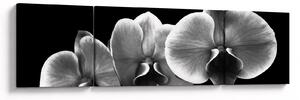 Obraz kwiatu orchidei (170x50 cm)