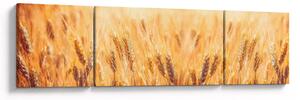 Obraz - pole z ziarnami (170x50 cm)