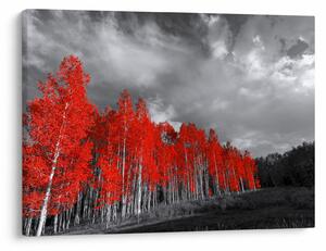 Obraz - Drzewa w kolorze jesieni (70x50 cm)