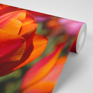 Fototapeta piękne tulipany na łące