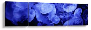 Obraz - Meduzy (170x50 cm)