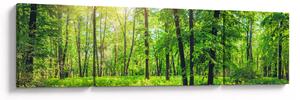 Obraz - Wiosenny las liściasty (170x50 cm)
