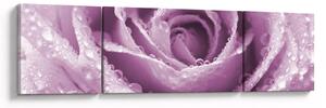 Obraz szczegółu kwiatu róży (170x50 cm)