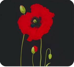 Płyta ochronna na ścianę za kuchenką ze szkła hartowanego 50x56 cm Poppy – Maximex