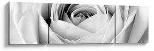 Obraz - Detal kwiatu róży (170x50 cm)