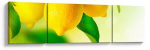 Obraz cytryn (170x50 cm)