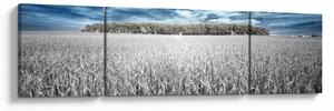 Obraz pola (170x50 cm)