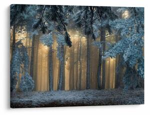 Obraz zaśnieżonego lasu (70x50 cm)