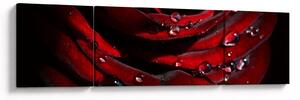 Obraz - Detal róży (170x50 cm)