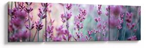 Obraz - Lawenda (170x50 cm)
