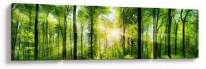 Obraz - Świt w lesie (170x50 cm)