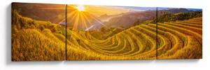 Obraz - Pole ryżowe w Wietnamie (170x50 cm)