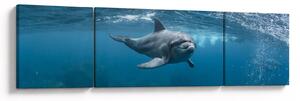 Obraz - Delfin pod wodą (170x50 cm)