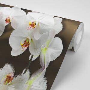 Samoprzylepna tapeta orchidea i motyl