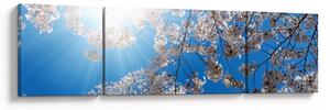 Obraz - Wiśniowe kwiaty (170x50 cm)