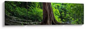 Obraz - Stare drzewo z korzeniami (170x50 cm)