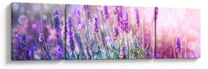 Obraz - Lawenda w słońcu (170x50 cm)