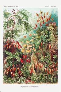 Plakat, Obraz Ernst Haeckel - Laubmoose, (61 x 91.5 cm)