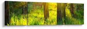 Obraz - Wiosenne przebudzenie lasu (170x50 cm)