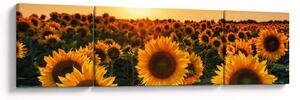 Obraz - Słonecznik (170x50 cm)
