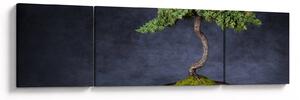 Obraz - Bonsai (170x50 cm)