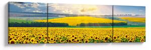 Obraz - Pole słoneczników (170x50 cm)