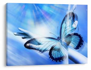 Obraz - Motyl, symbol nadziei (70x50 cm)