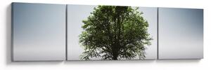 Obraz - Samotne drzewo (170x50 cm)