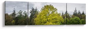 Obraz zielonego drzewa na środku pola (170x50 cm)