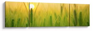 Obraz pola ze zbożem (170x50 cm)
