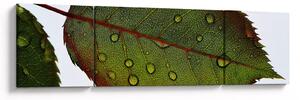 Obraz - Liść róży (170x50 cm)