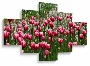 Obraz tulipanów (125x70 cm)
