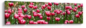 Obraz tulipanów (170x50 cm)