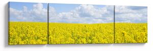 Obraz żółtego pola (170x50 cm)