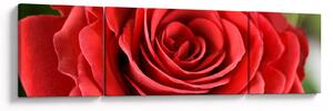 Obraz kwiatu róży (170x50 cm)