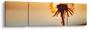 Obraz dmuchawca o zachodzie słońca (170x50 cm)