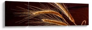 Obraz - Fragment kłosa żyta (170x50 cm)