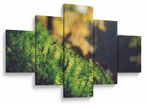 Obraz mchu z grzybem (125x70 cm)